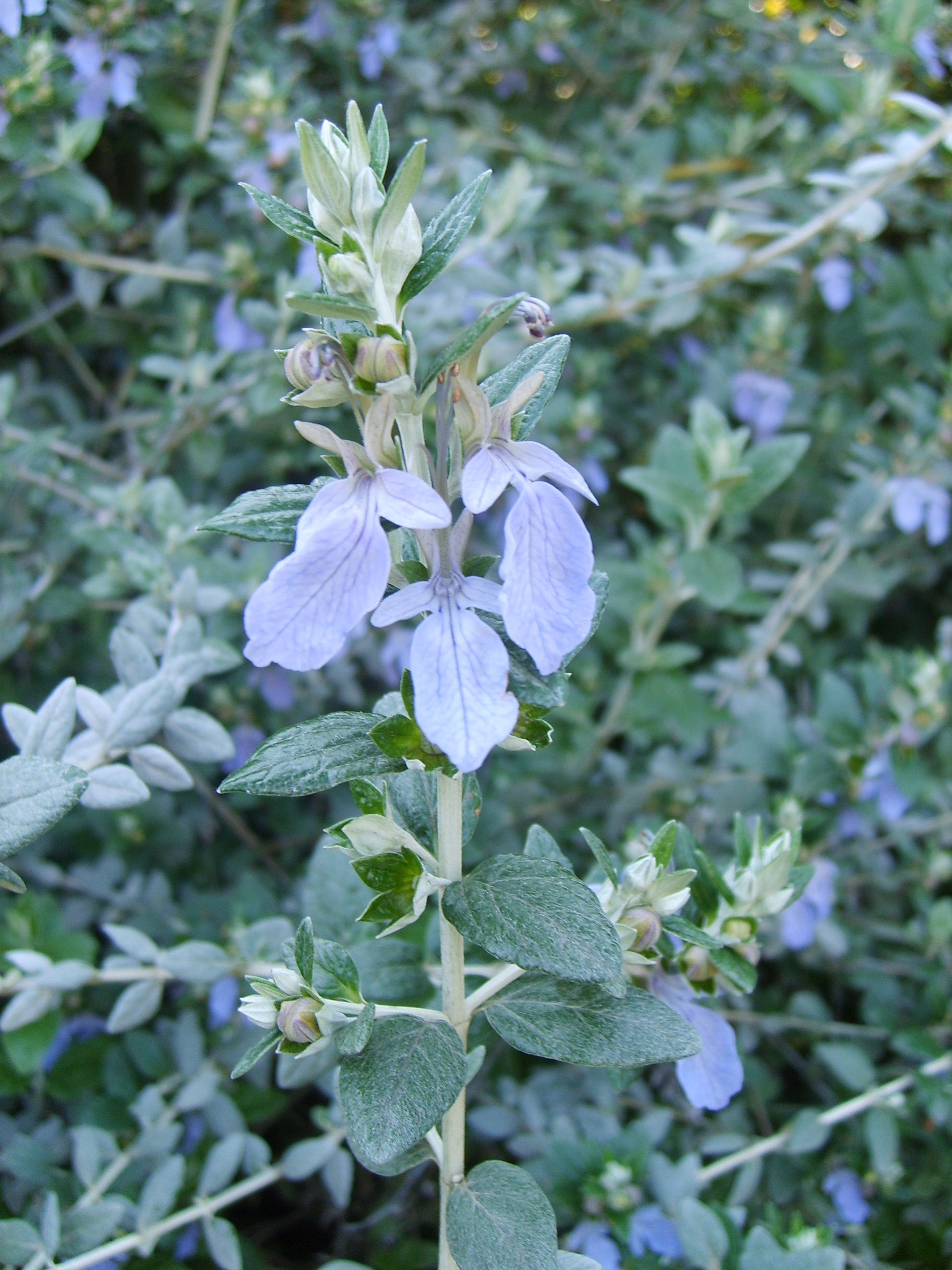 Teucrium fruticans | Swinburne Commons